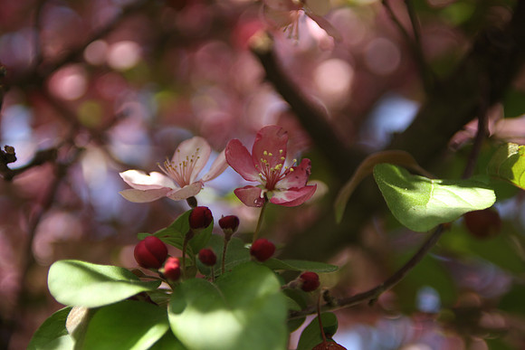 Spring Blossoms