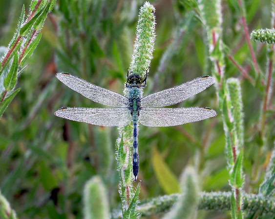 Blue dragonfly 16x20