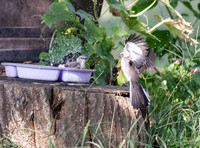 Northern Mockingbirds at the birdbath splashing and playing