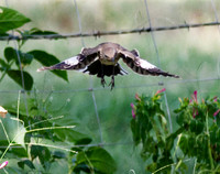 Northern Mockingbird in flight