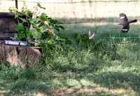 Northern Mockingbird perched on a tree stump near a birdbath