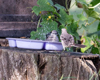 Northern Mockingbirds in the birdbath