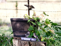 Northern Mockingbirds