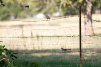 Northern Mockingbirds at the fence