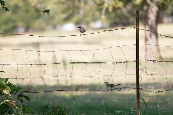 Northern Mockingbirds at the fence