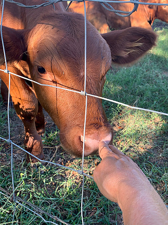 Calf smells woman's hand through the livestock fence
