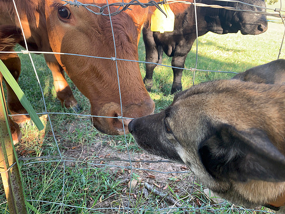 Dog meets cow on the farm