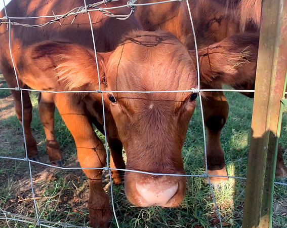 Calf, steer or heifer young cattle closeup