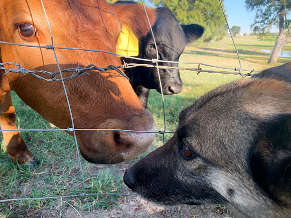 Dog meets cow on the farm