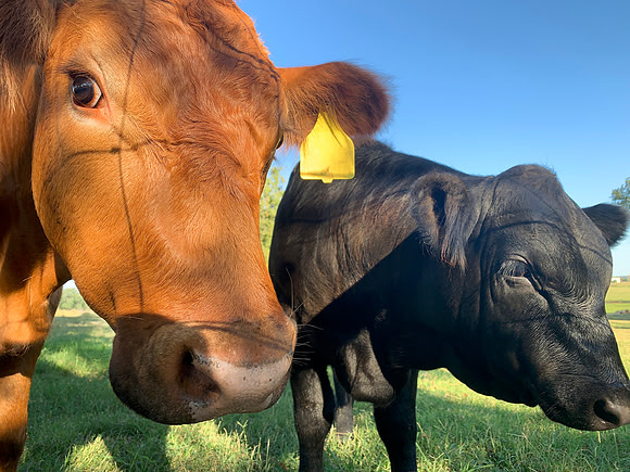 Calf, steer or heifer young cattle closeup