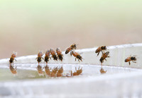 Honey bees drinking water in a dish or birdbath with reflections