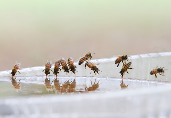 Honey bees drinking water in a dish or birdbath with reflections