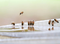 Honey bees drinking water in a dish or birdbath with reflections