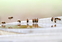 Honey bees drinking water in a dish or birdbath with reflections
