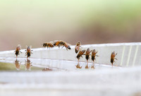 Honey bees drinking water in a dish or birdbath with reflections