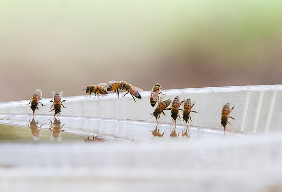 Honey bees drinking water in a dish or birdbath with reflections