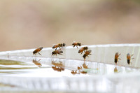 Honey bees drinking water in a dish or birdbath with reflections