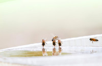 Honey bees drinking water in a dish or birdbath with reflections