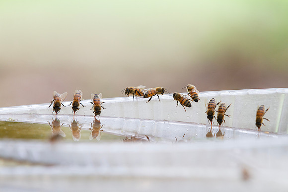 Honey bees drinking water in a dish or birdbath with reflections