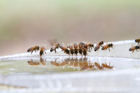 Honey bees drinking water in a dish or birdbath with reflections