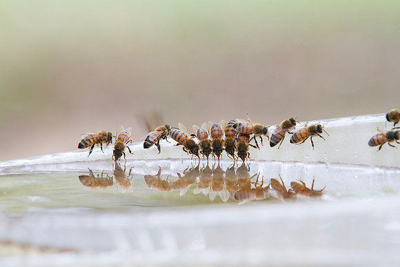 Honey bees drinking water in a dish or birdbath with reflections