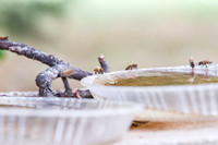 Honey bees drinking water in a dish or birdbath with reflections