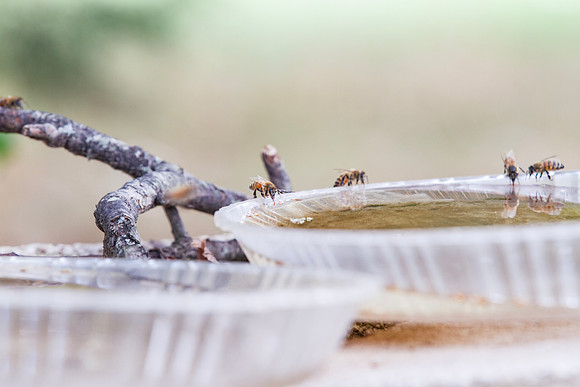 Honey bees drinking water in a dish or birdbath with reflections
