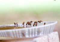 Honey bees drinking water in a dish or birdbath with reflections