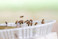 Honey bees drinking water in a dish or birdbath with reflections