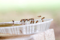 Honey bees drinking water in a dish or birdbath with reflections