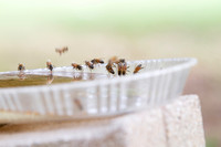 Honey bees drinking water in a dish or birdbath with reflections