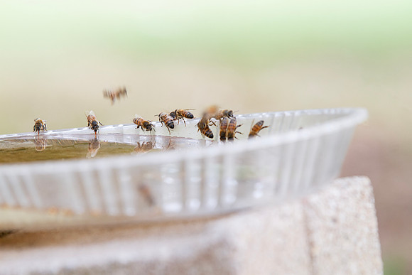Honey bees drinking water in a dish or birdbath with reflections