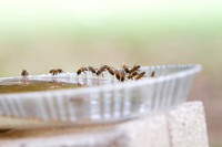 Honey bees drinking water in a dish or birdbath with reflections