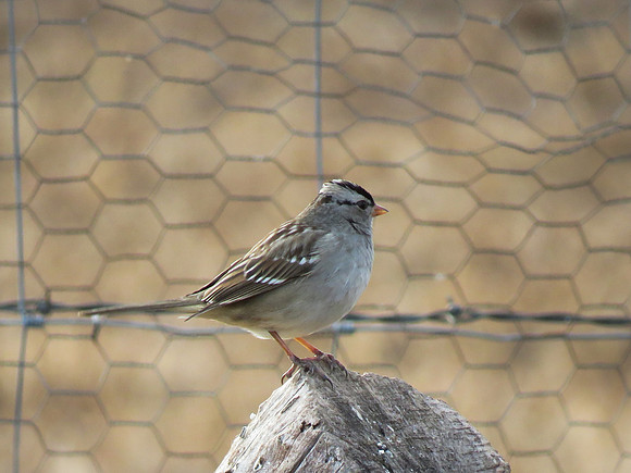 Crowned Sparrow