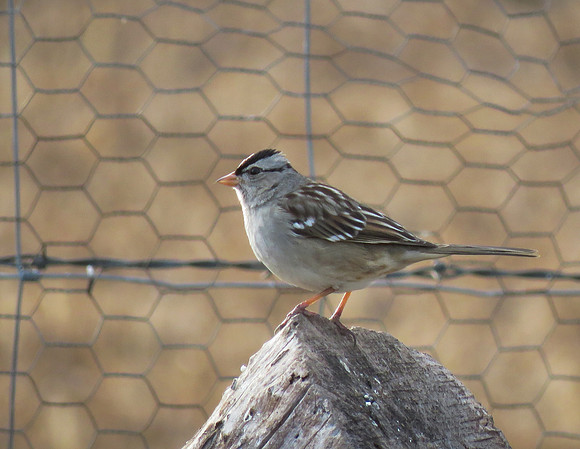 Crowned Sparrow