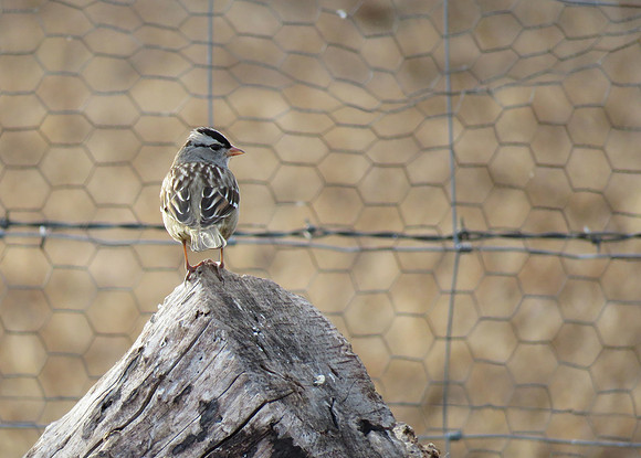 Crowned Sparrow