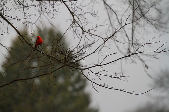 Cardinal