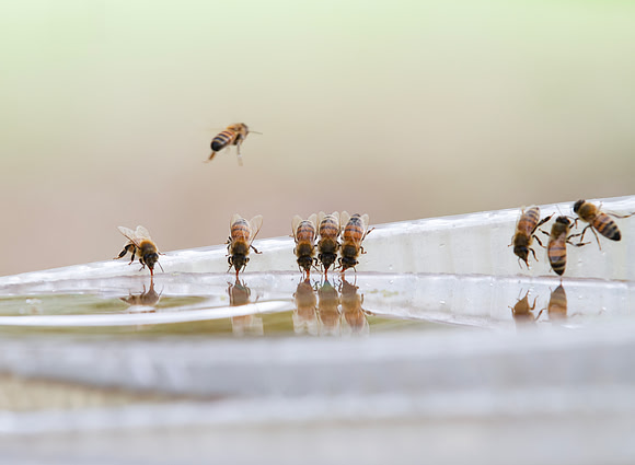 Honey bees drinking water in a dish or birdbath with reflections