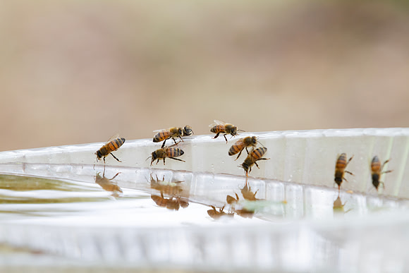 Honey bees drinking water in a dish or birdbath with reflections