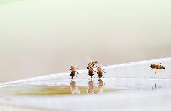 Honey bees drinking water in a dish or birdbath with reflections