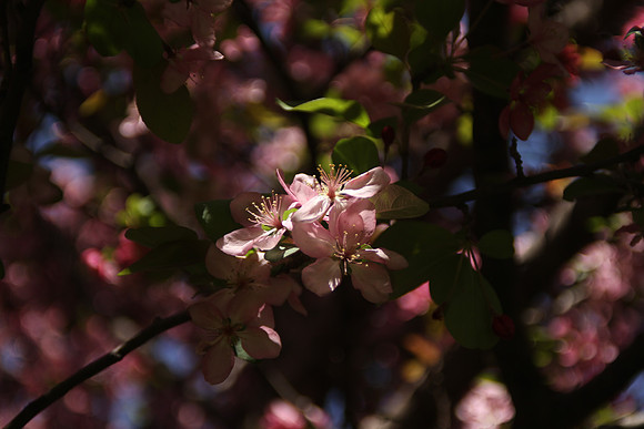 Spring Blossoms