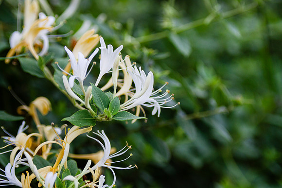 Lonicera japonica or Japanese Honeysuckle closeup