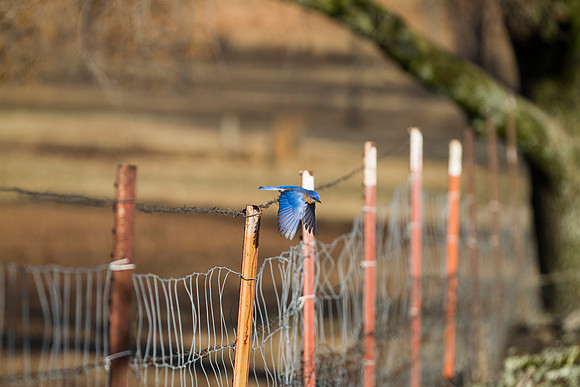Bluebird