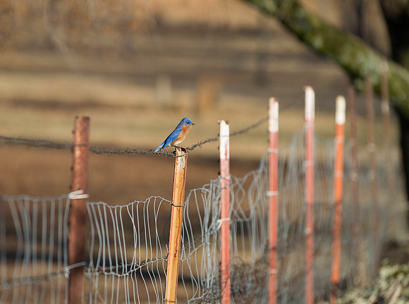 Bluebird