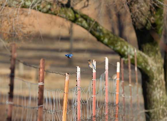 Bluebird