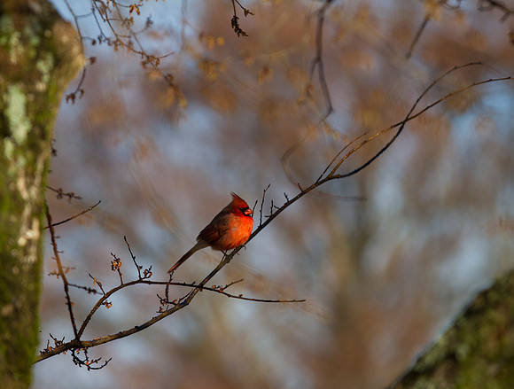 Male Cardinal