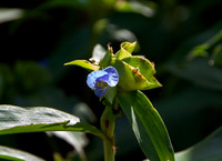 Asiatic Dayflower, Commelina communis, with stem and leaves