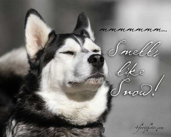 MMmmmmm, smells like snow!