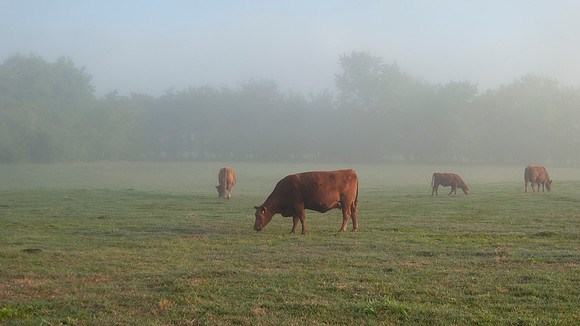 Cow grazing in a lush green field with copy space