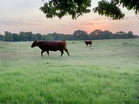 Cow and calf in a lush green pasture at sunrise or sunset
